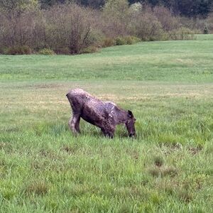 Meet your Posher, Devon